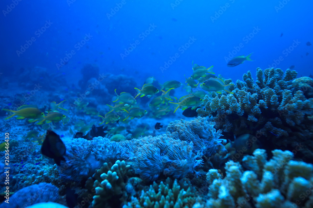 coral reef underwater / sea coral lagoon, ocean ecosystem - obrazy, fototapety, plakaty 