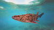 chain catshark (Scyliorhinus retifer) small shark species in the Atlantic ocean