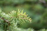 Fototapeta Do akwarium - Cedar Leaves in Springtime