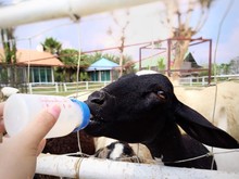 Feeding Some Milk To Sheep