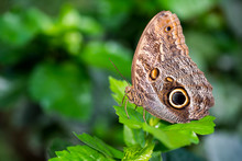 Caligo Memno, Pale Owl Butterfly With Eye Against Green Background