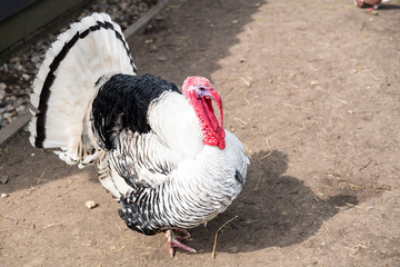 white, black turkey in farm