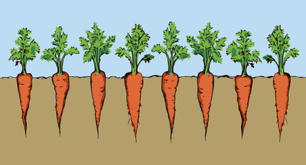 Canvas Print - Carrot. Vector drawing