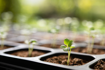 Poster - Young plants growing in nursery tray in the garden