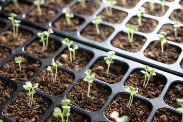 Poster - Young plants growing in nursery tray in the garden