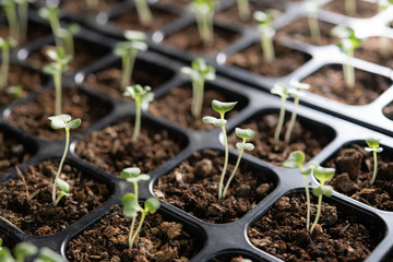 Wall Mural - Young plants growing in nursery tray in the garden