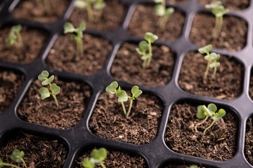 Poster - Top view image of young plants growing in nursery tray in the garden