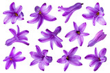 Fototapeta Motyle - Hyacinth flower isolated on white background