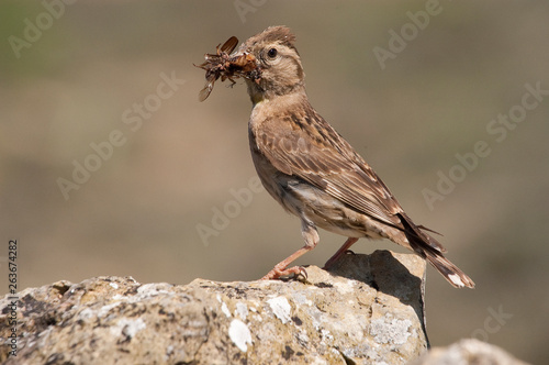 Fotomural Rock Sparrow - Petronia petronia with insects in its beak