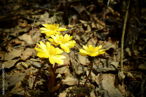 Yellow Flowers On Last Year S Dry Foliage Amur Adonis Or Pheasant S Eye Amur Lat Adonis Amurensis Is A Perennial Herb Of The Buttercup Family A Species Of The Genus Adonis Closeup