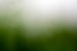 beautiful natural green gradient background