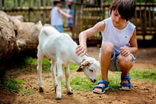 Preschool Boy, Petting Little Goat In The Kids Farm. Cute Kind Child Feeding Animals