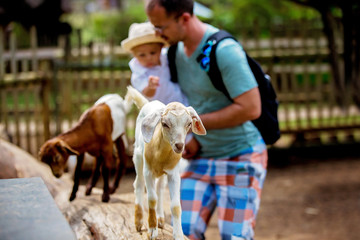 Preschool boy, petting little goat in the kids farm. Cute kind child feeding animals