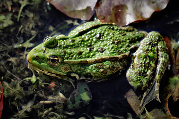 Poster - Frog