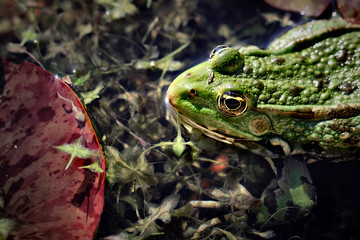 Poster - Frog Head