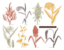 Hand Drawn Cereal Crops Set. Gluten Free Plants Collection. Vector Vegetables Drawing In Engraved Style. High Detailed Vegetarian Food Objects. Great For Packaging, Menu, Label, Icon.