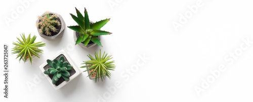 Cuadros en Lienzo Different succulent and cacti plants in pots on white background