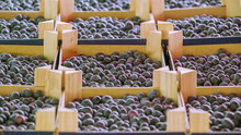 18169_Lots_of_blueberries_on_the_small_boxes.jpg
