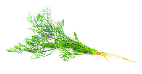 Sticker - fresh dill on white background