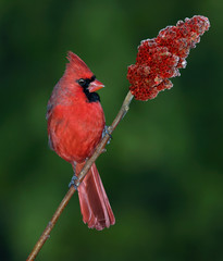 Wall Mural - Cardinal male on a sumac branch