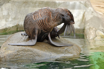 northern fur seal (callorhinus ursinus). pensive beauty