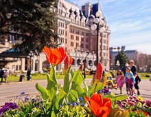 Springtime Blooming Flowers In Victoria Downtown