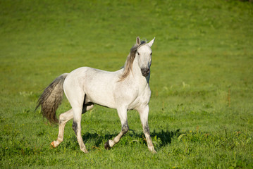 Sticker - Gray stallion