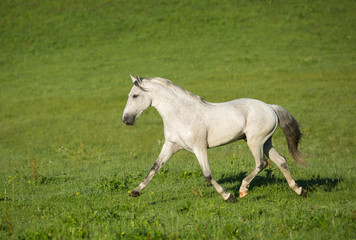 Sticker - Gray stallion