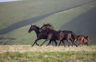 Horses in the mountains