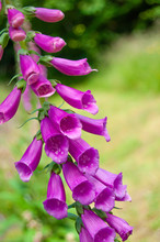 Purple Foxglove Bell-shaped Petals