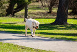 Fototapeta Zwierzęta - labrador retriever dog with ball