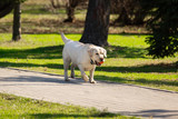 Fototapeta Zwierzęta - labrador retriever dog with ball