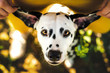 Dalmatian with funny ears looking into camera