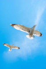 Two seagulls flying in a sky