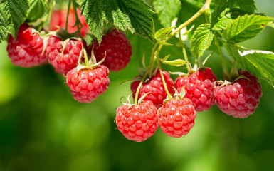 branch of ripe raspberries in a garden