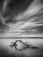 Wall Mural - monochrome photo of tree's branch in water with  long exposure sky in retro style