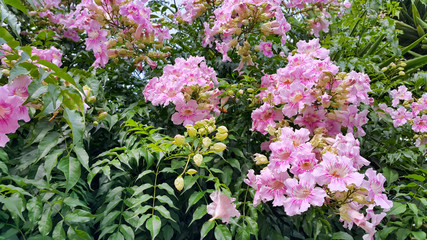 Wall Mural - Perennial bush with beautiful large pink delicate flowers