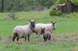 Trois moutons dans un champ