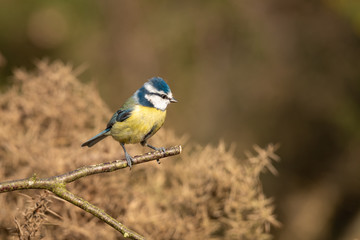 Poster - A small blue tit sits perched on a twig looking to the right against an out of focus natural background