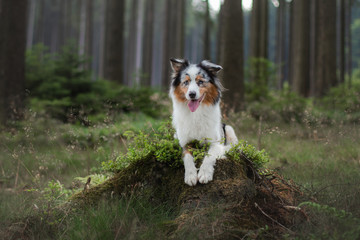 Australian Shepherd dog in the forest. pet for a walk