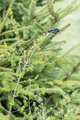 Wall Mural - Black berry of a berry on a twig.