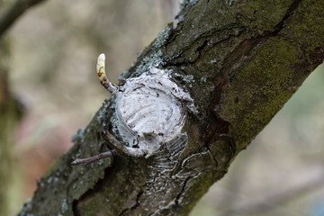 Sticker - Treated wound on a tree paint.