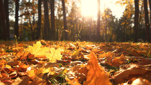 Autumn Leaves On Ground With Sunlight Rays. Beautiful Golden Autumn Forest In A Rays Of Sun. Golden Autumn Background.