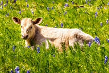 Calf Lying In A Meadow With Blue Bonnets, Texas