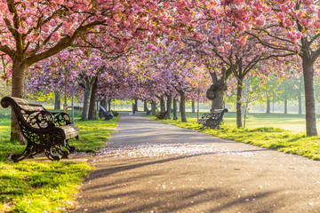 Benches on a path with green grass and cherry blossom or sakura flower.