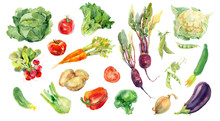 Watercolor Painted Collection Of Vegetables. Fresh Colorful Veggies Background