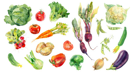 Watercolor painted collection of vegetables. Fresh colorful veggies background