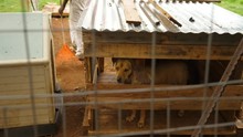 Abused Dog Looking Through Kennel Window At Dog Rescue Behind Fence While Wagging Tail On A Bright Day
