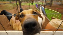 Beautiful Brown Inquisitive Shelter Dog Places Snout Through Fence Sniffing Camera During Sunny Day