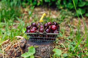 Mini shopping basket full of fresh red ripe cherries on green background